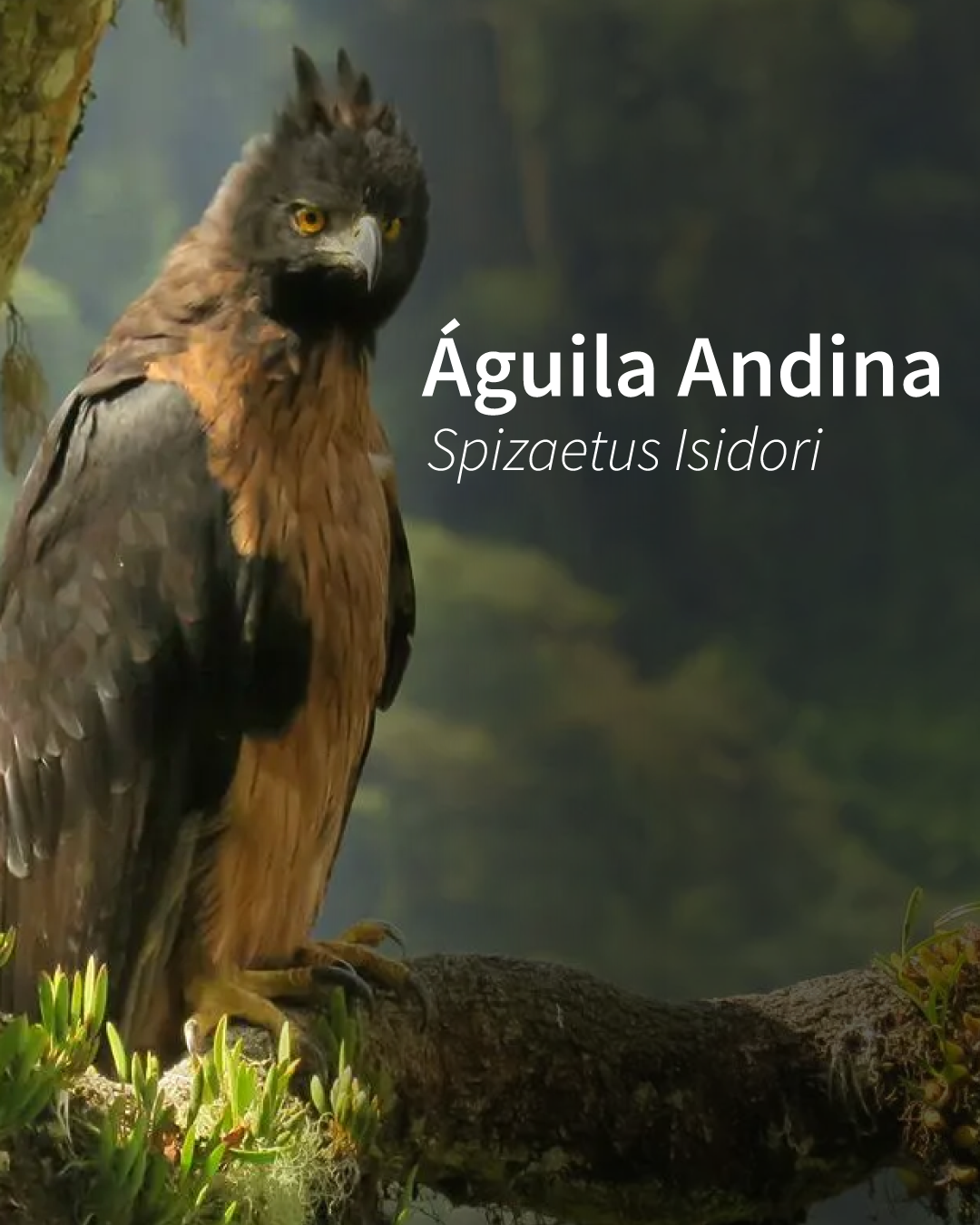 Ágila-Andina